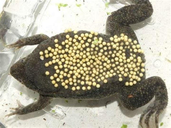 What do frogs eggs look like?