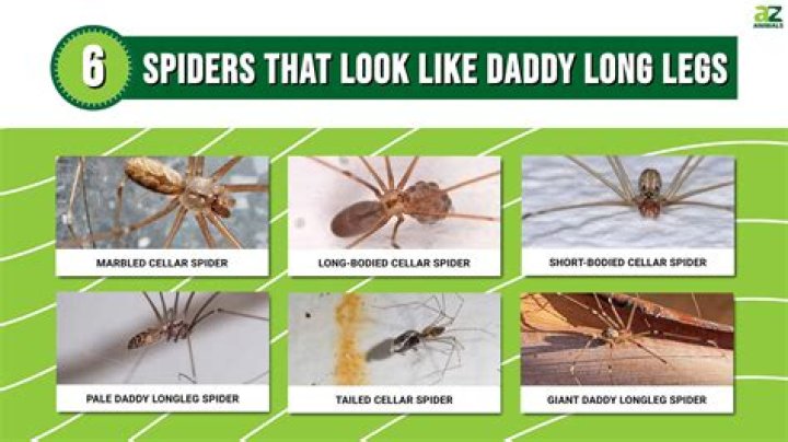 What do I feed Daddy Long Legs?