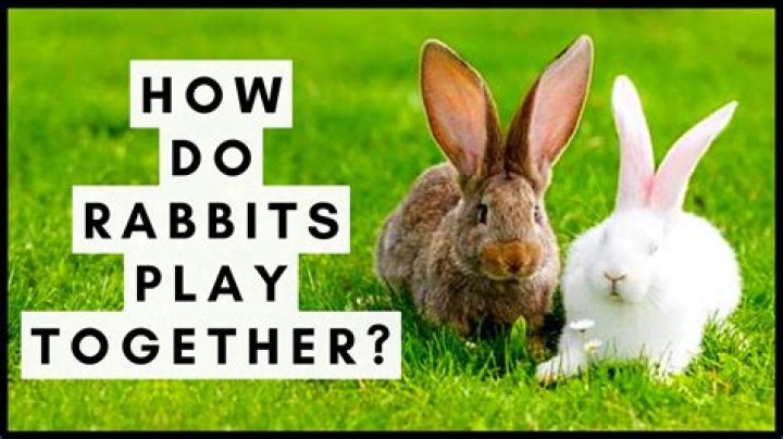 What do rabbits like playing?