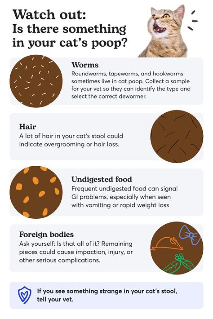 What do you do with cat poop after scooping?