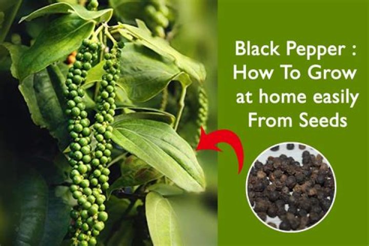 What does black pepper do to rats?