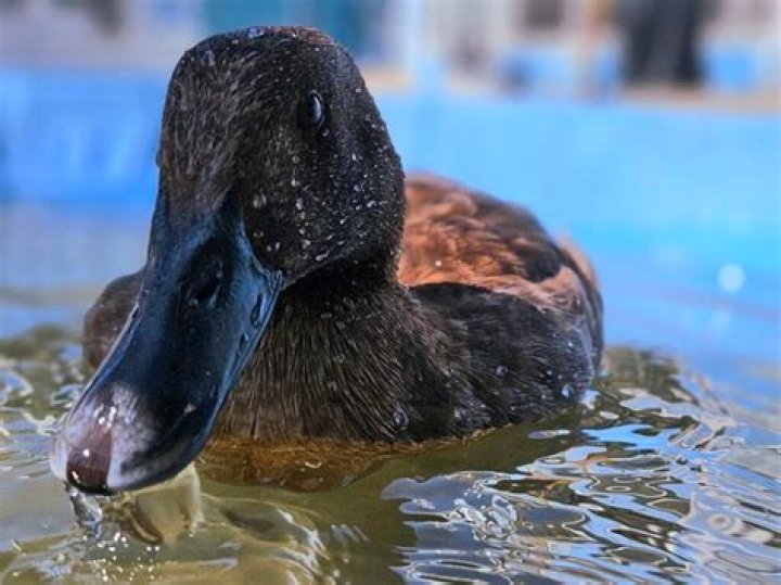 What does duck head bobbing mean?