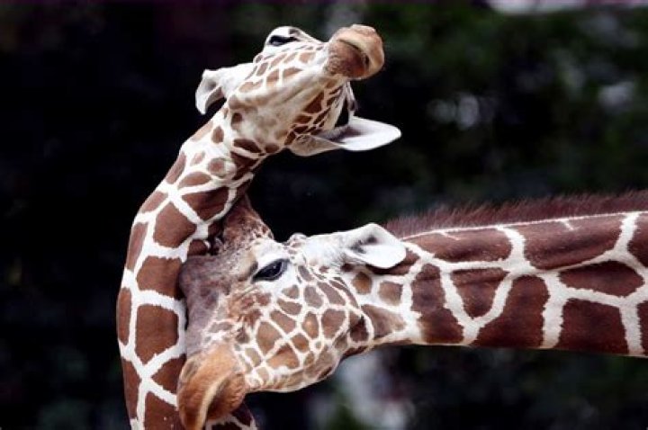 What does giraffe meat taste like?