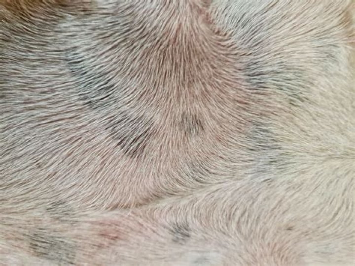What does hyperpigmentation in dogs look like?