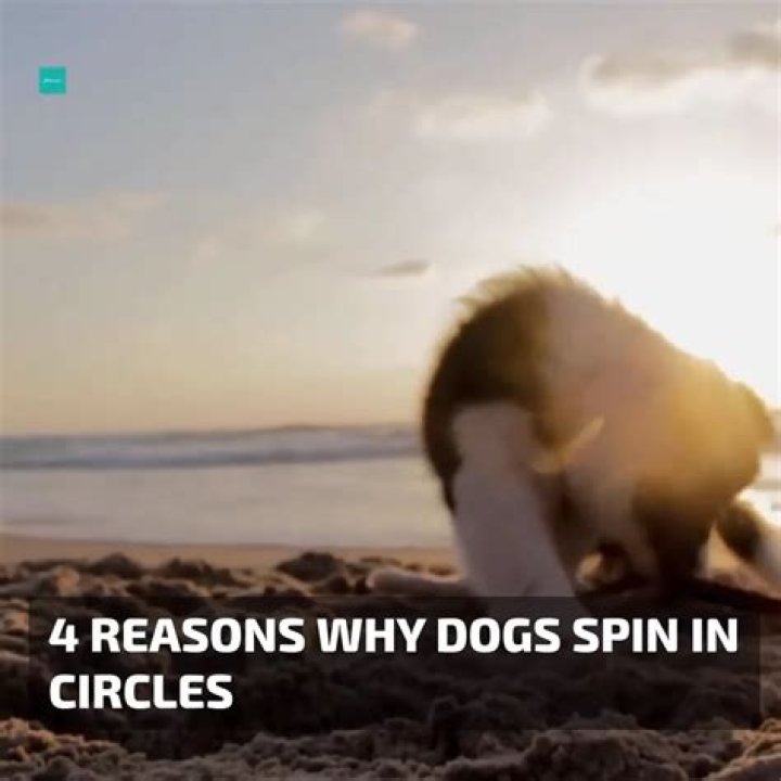 What does it mean when a dog circles you?