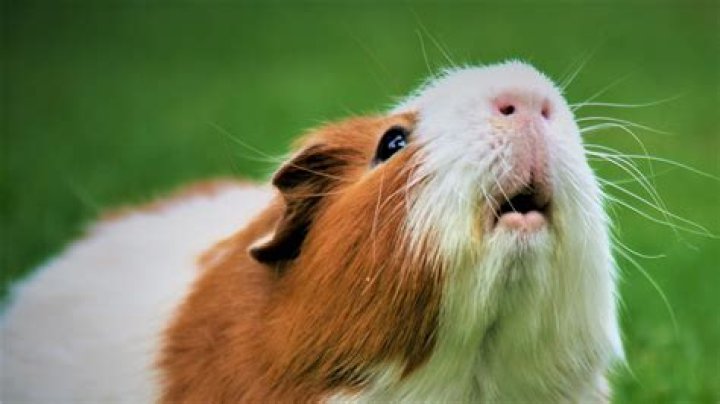 What does it mean when a guinea pig raises its bum?