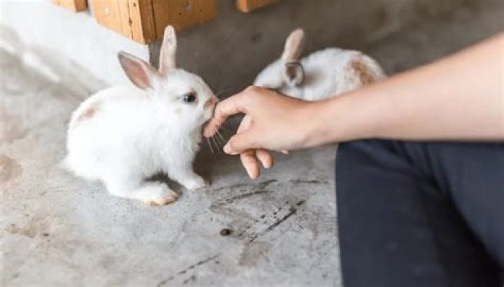 What does it mean when a rabbit cleans itself in front of you?