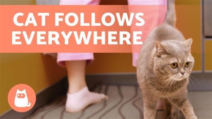 What does it mean when your cat follows you from room to room?