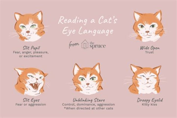 What does my cat see me as?