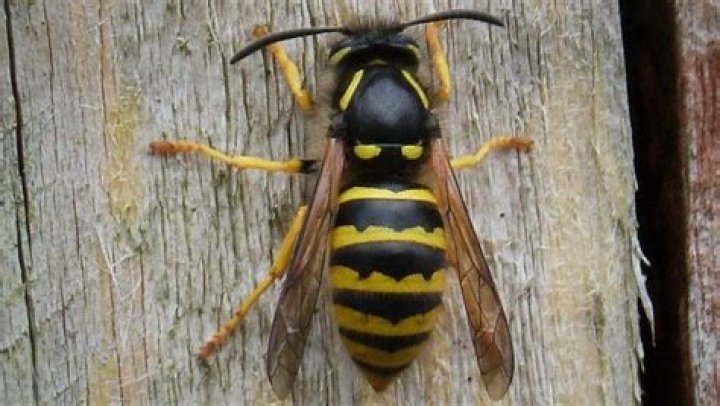 What does queen wasp look like?