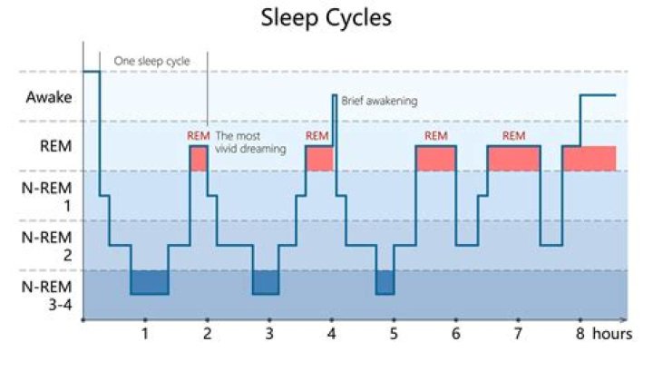 What does REM sleep do?