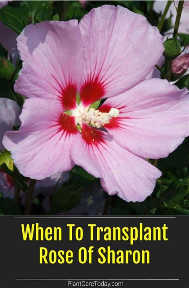 What does Rose of Sharon taste like?