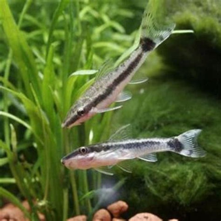 What eats green algae in aquarium?