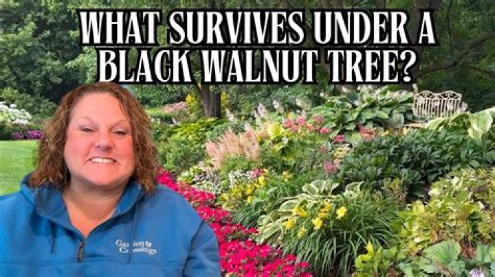 What grows under black walnut trees?