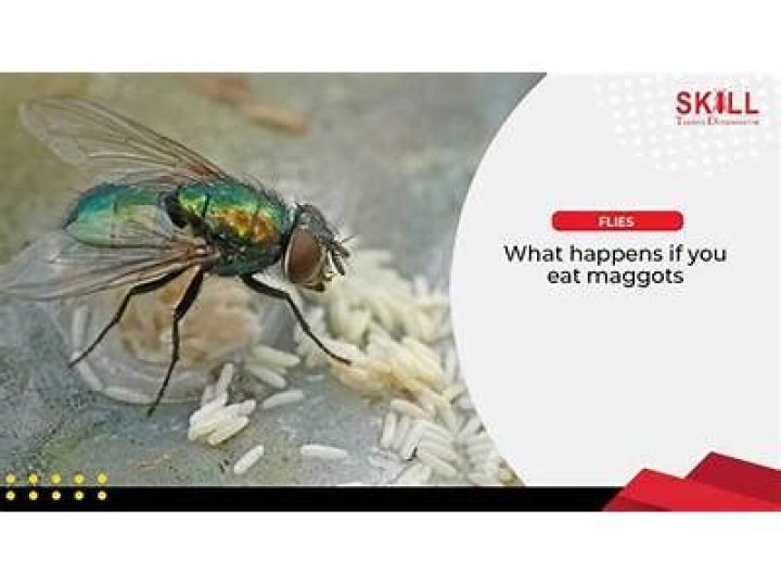 What happens if you accidentally eat aphids?