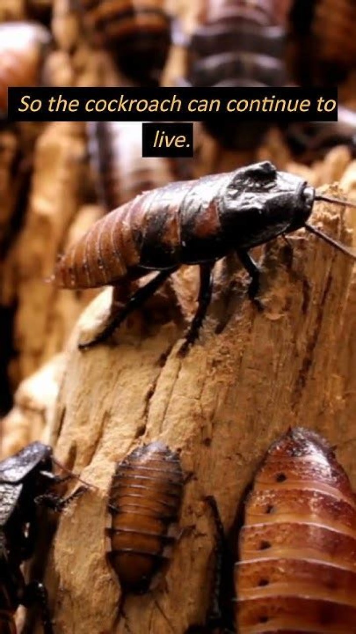 What happens if you cut off the head of a cockroach?