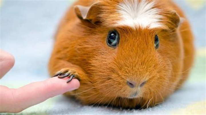 What happens if you don't cut guinea pig's nails?