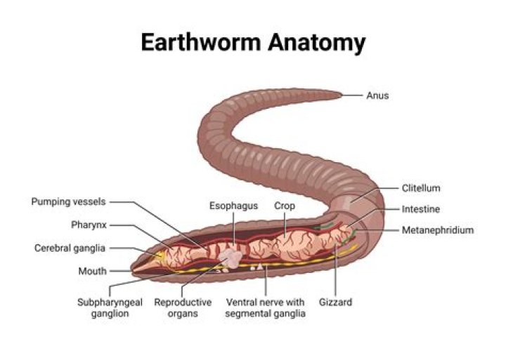What happens if you touch an earthworm?