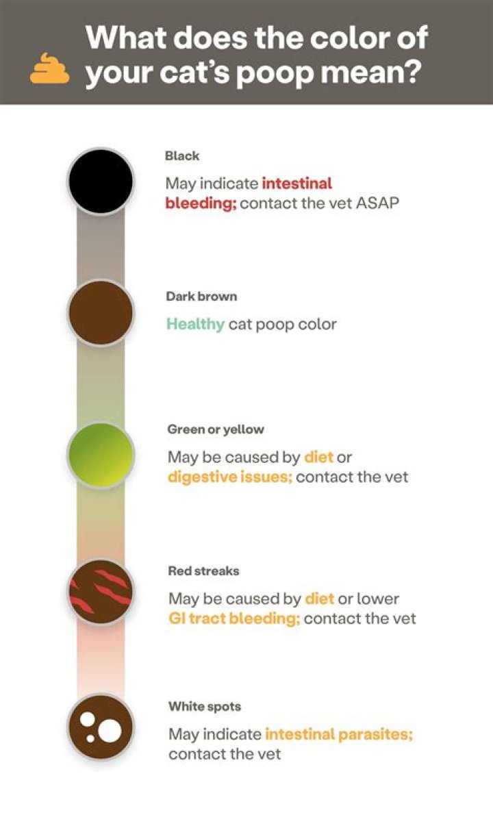 What happens if you touched cat poop?