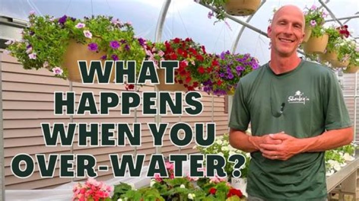 What happens if you water plants with beer?