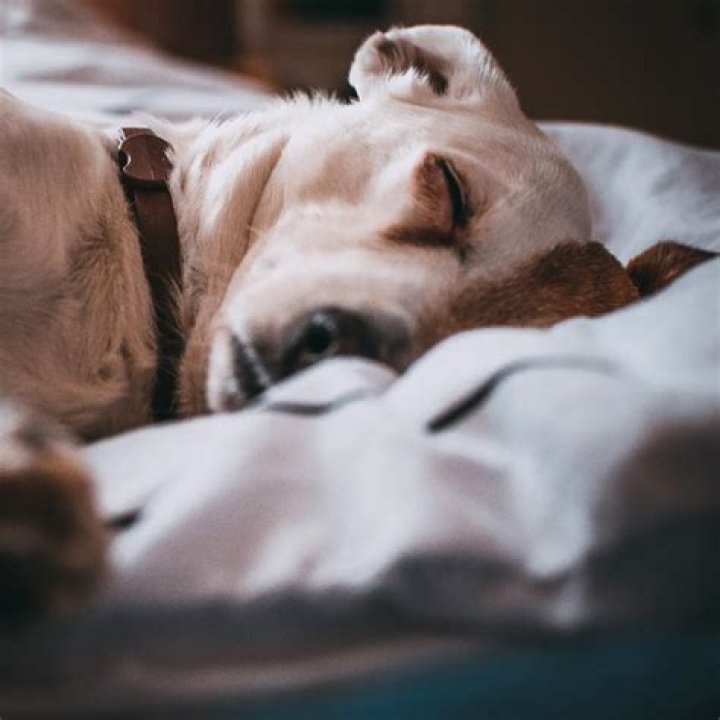 What happens when a vet puts a dog to sleep?