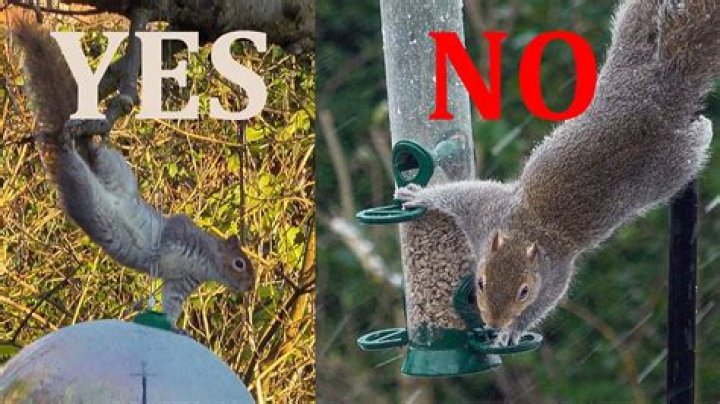 What happens when you stop feeding squirrels?