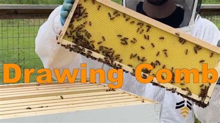 What helps bees draw comb?