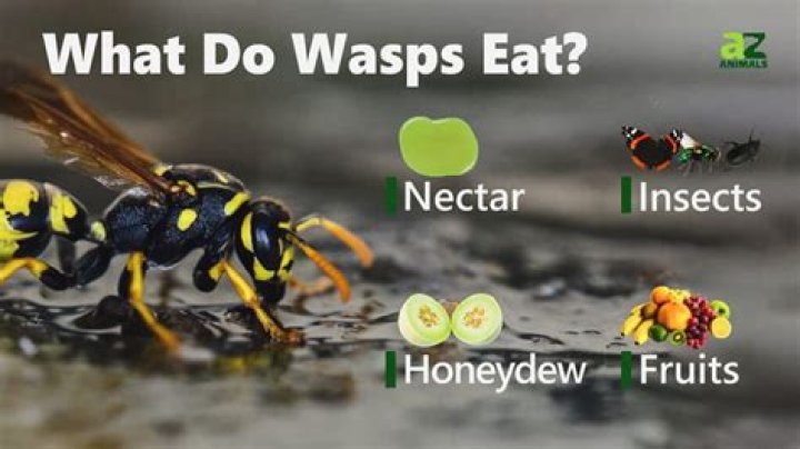 What if a dog eats a wasp?