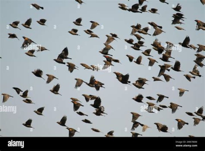 What is a flock of blackbirds called?