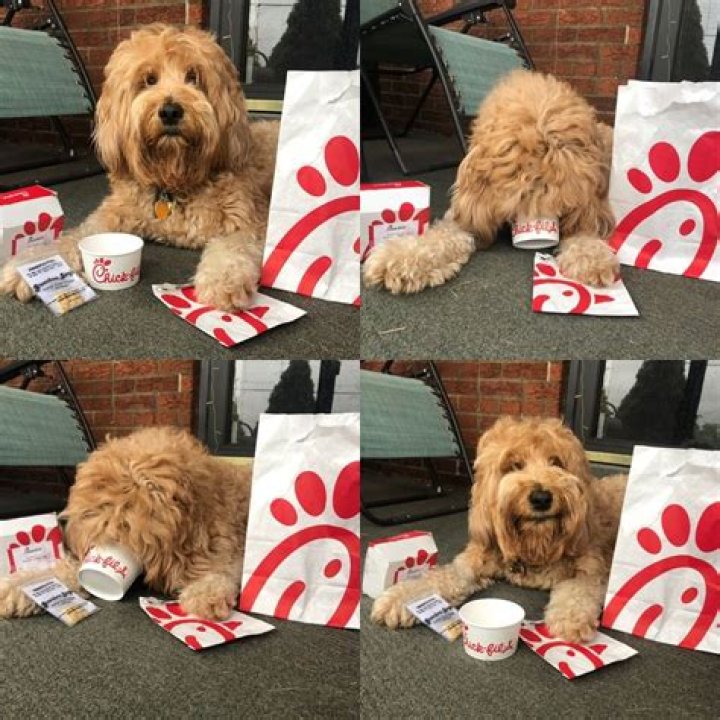 What is a pup cup at Chick Fil A?