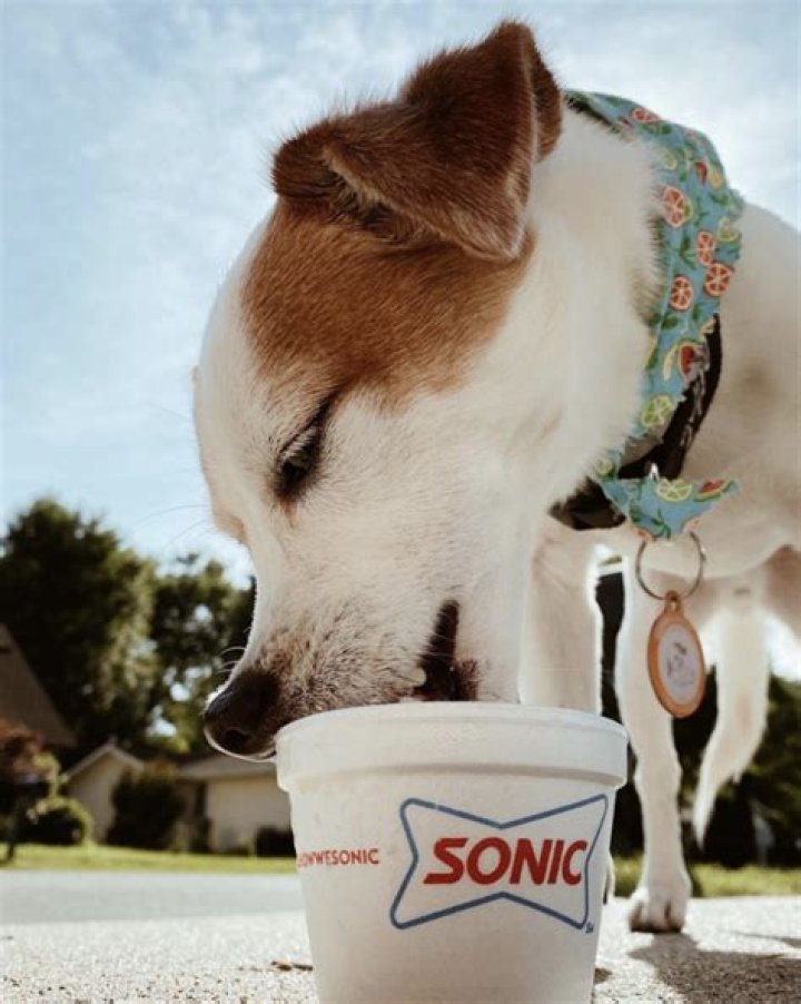 What is a pup cup from Sonic?