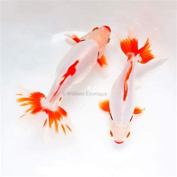 What is a Sakura goldfish?