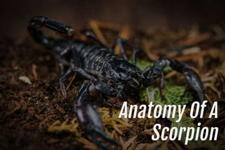 What is a scorpion baby?