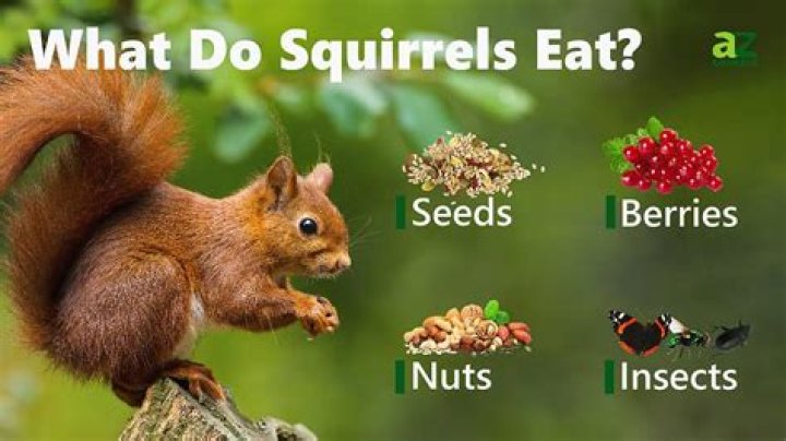 What is a squirrel's favorite food?