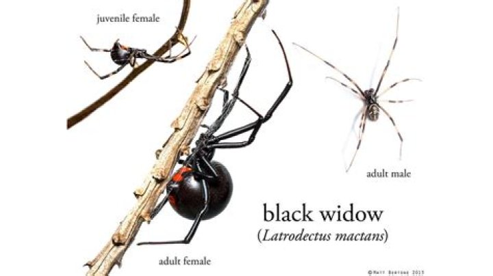 What is Black Widows weakness?