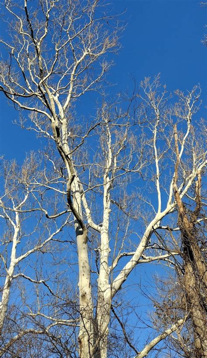 What is Isolophilia?