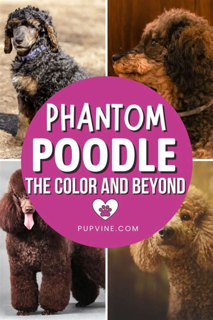 What is phantom Poodle?