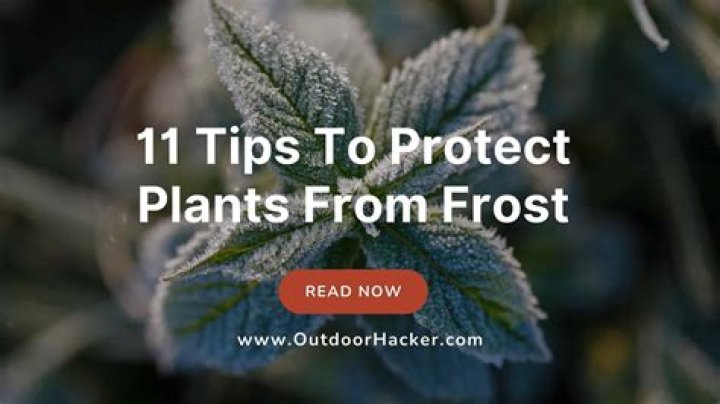 What is the best material to protect plants from frost?
