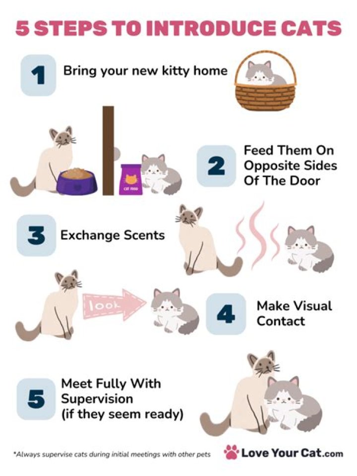 What is the best way to introduce a kitten to an older cat?