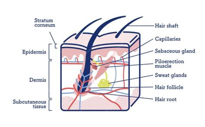 What is the black stuff at the root of hair?