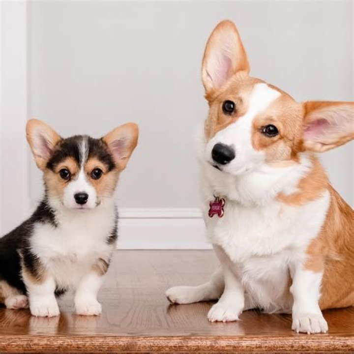 What is the cheapest color diamond?