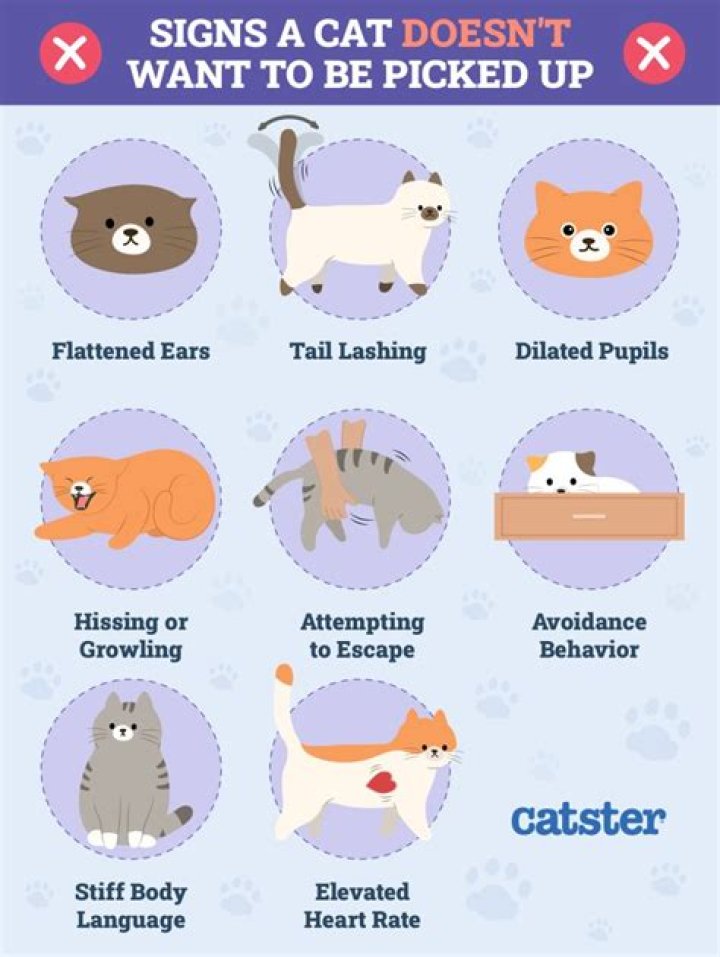 What is the correct way to pick up a cat?