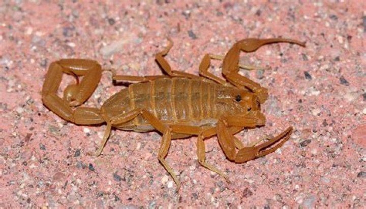 What is the deadliest scorpion?