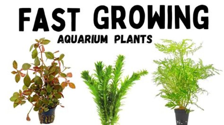 What is the fastest growing aquarium plant?
