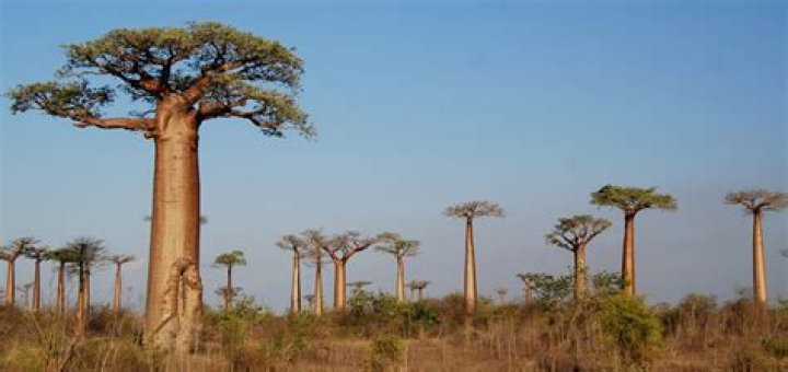 What is the full meaning of baobab?