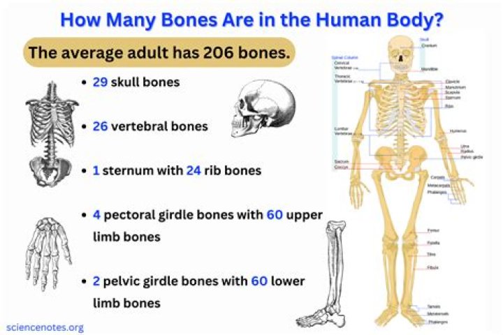 What is the hardest bone in human body?
