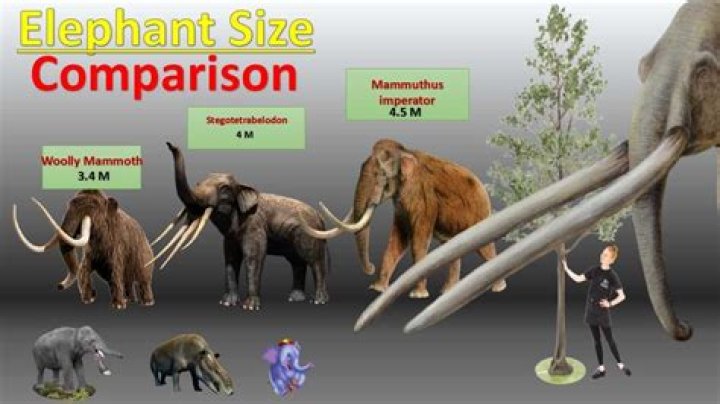 What is the height of Leo?