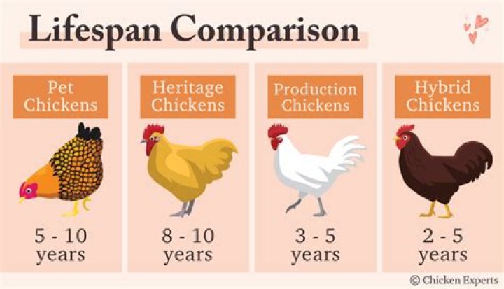 What is the lifespan of a chicken?