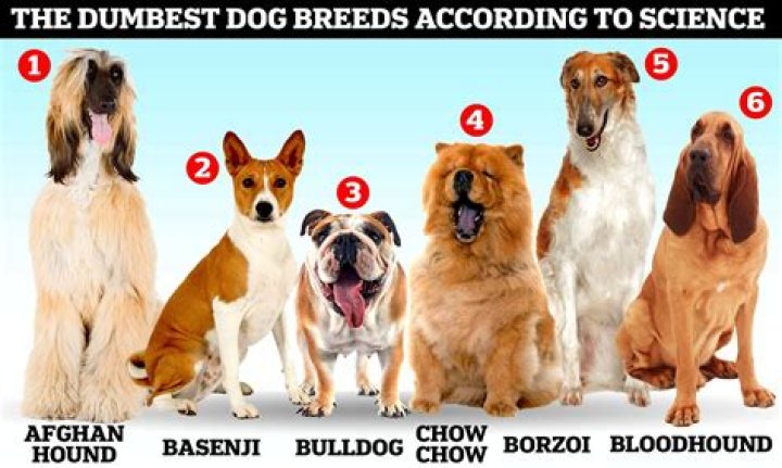 What is the most dominant breed of dog?
