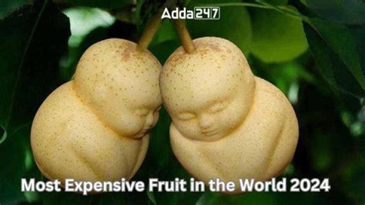 What is the most expensive fruit?